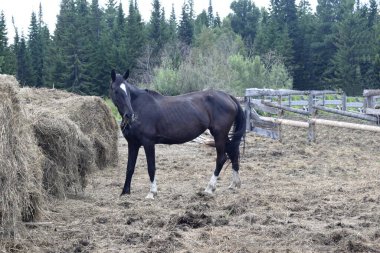 Bir at temiz havada saman yer.