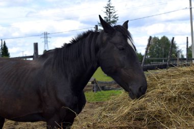 Bir at temiz havada saman yer.