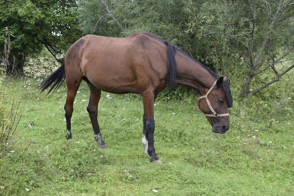 Horse Grazes Meadow — Stock Photo, Image