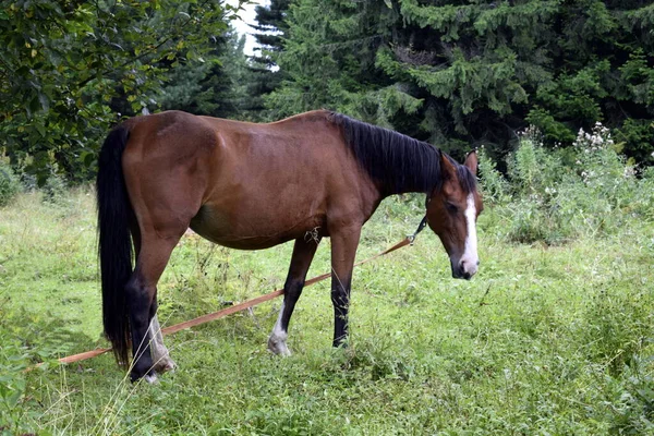 Cheval Broute Dans Une Prairie — Photo