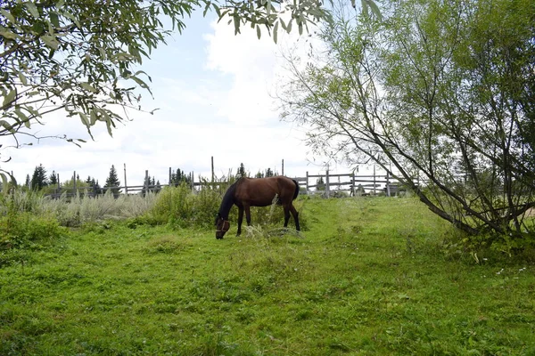 Cheval Broute Dans Une Prairie — Photo