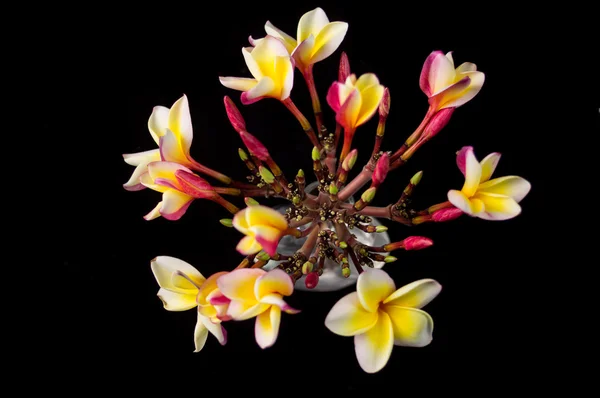 Hawaiianische Plumeria-Blume — Stockfoto
