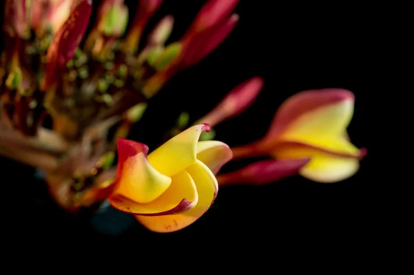 Flor de plumeria havaiana — Fotografia de Stock