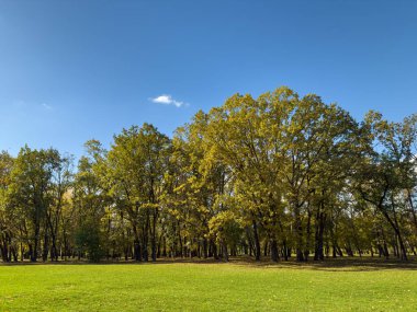 Geniş Yeşil Çim Altın Ağaçlar Açık Mavi Gökyüzü