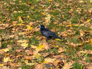 Kara Karga Fındık Arıyor Sonbahar Düşen Yaprakları