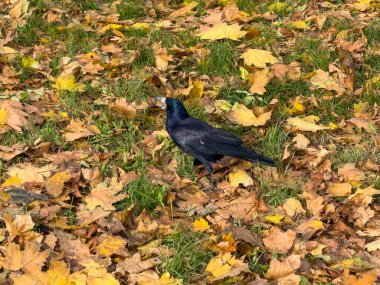 Kara Kale Kuşu Sonbahar Yeşil Çimen Yaprakları