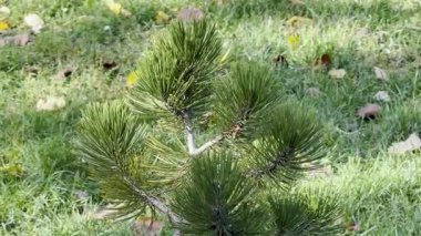 Genç Çam Ağacı Yeşil Çim Sonbahar Yaprakları