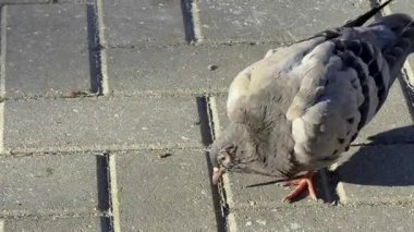 Güvercini Gagalayan Gri Asfalt Dokusunu Kapat