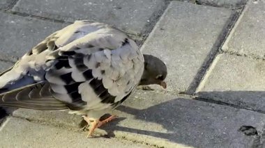 Güvercini Kapat Gri Asfalt Güneş Işığı