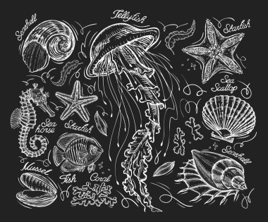 Elle çizilmiş kroki denizanası, deniz yıldızı, tarak, deniz kabuğu, mercan, midye, balık, deniz atı. Vektör çizim