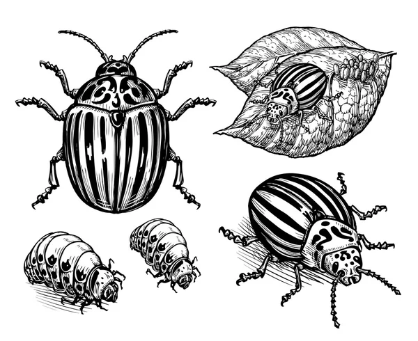 Mano disegnato vettore illustrazione colorado scarabeo patata isolato su sfondo bianco — Vettoriale Stock