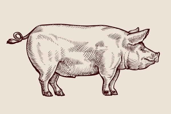 Boceto de cerdo. Ilustración vectorial dibujada a mano — Archivo Imágenes Vectoriales