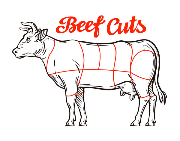 vector beef chart. meat cuts or butcher shop