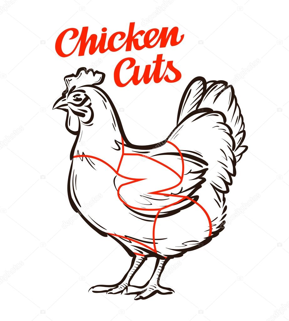 Vector chicken, hen chart. meat cuts or butcher shop