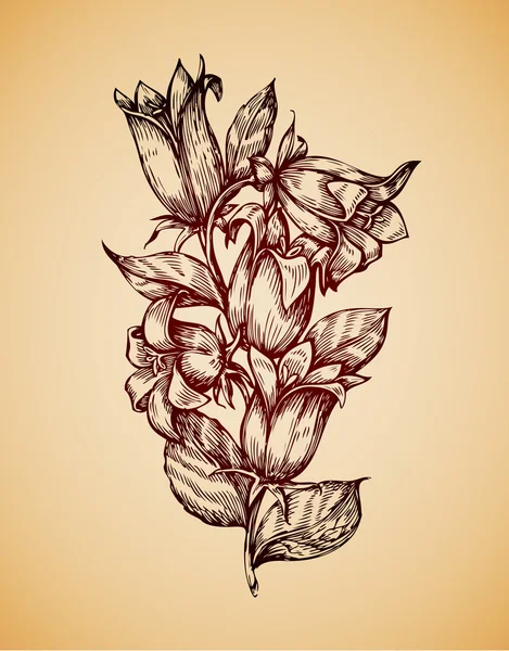 Fleur vintage. Esquisse rétro dessinée à la main campanula. Illustration vectorielle — Image vectorielle