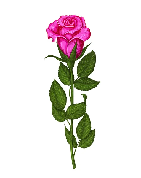 Rose geïsoleerd op een witte achtergrond. Vector illustratie — Stockvector