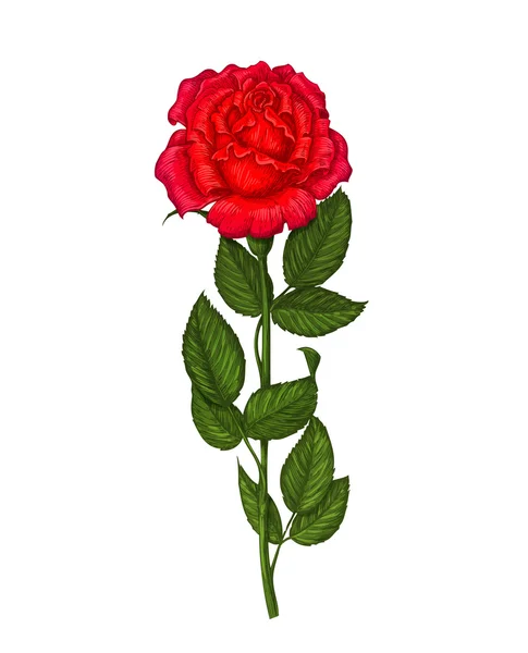 Rosa roja aislada sobre un fondo blanco. Ilustración vectorial — Vector de stock