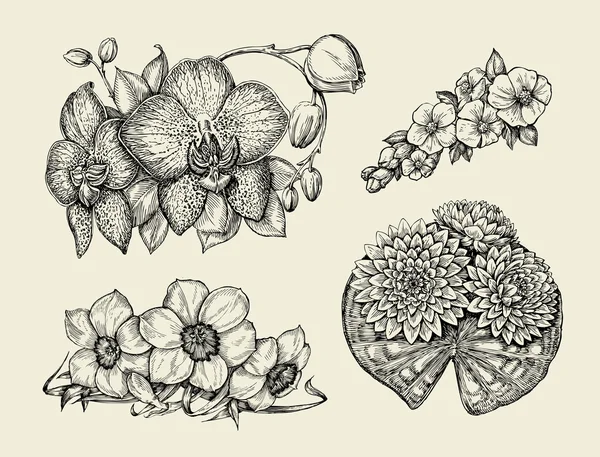Flores. Dibujo dibujado a mano narciso flor, lirio de agua, orquídea, narciso, jonquil. Ilustración vectorial — Vector de stock