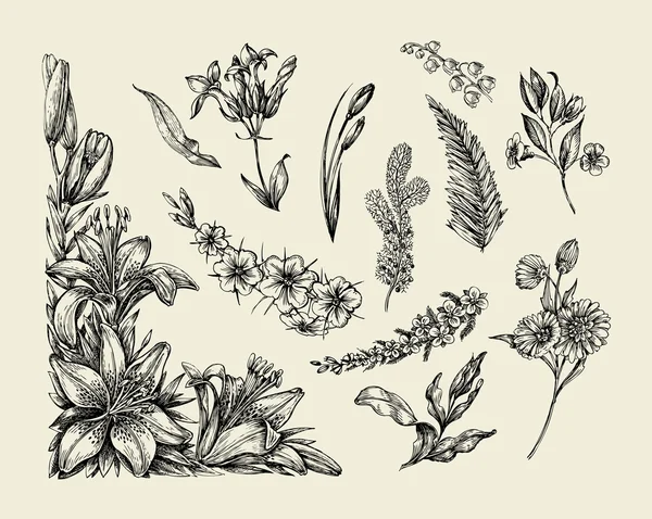 Flores. Flor dibujada a mano, lirio, helecho, hierba, hierba, salmuera, lila. Ilustración vectorial — Archivo Imágenes Vectoriales