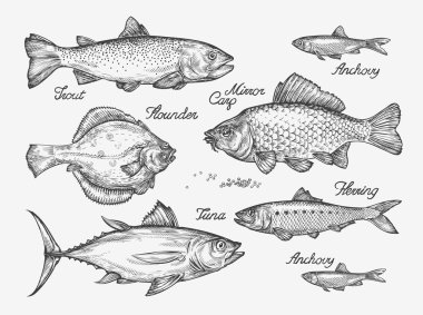 Elle çizilmiş balık. Kroki alabalık, sazan balığı, ton balığı, ringa balığı, pisi balığı, hamsi. Vektör çizim