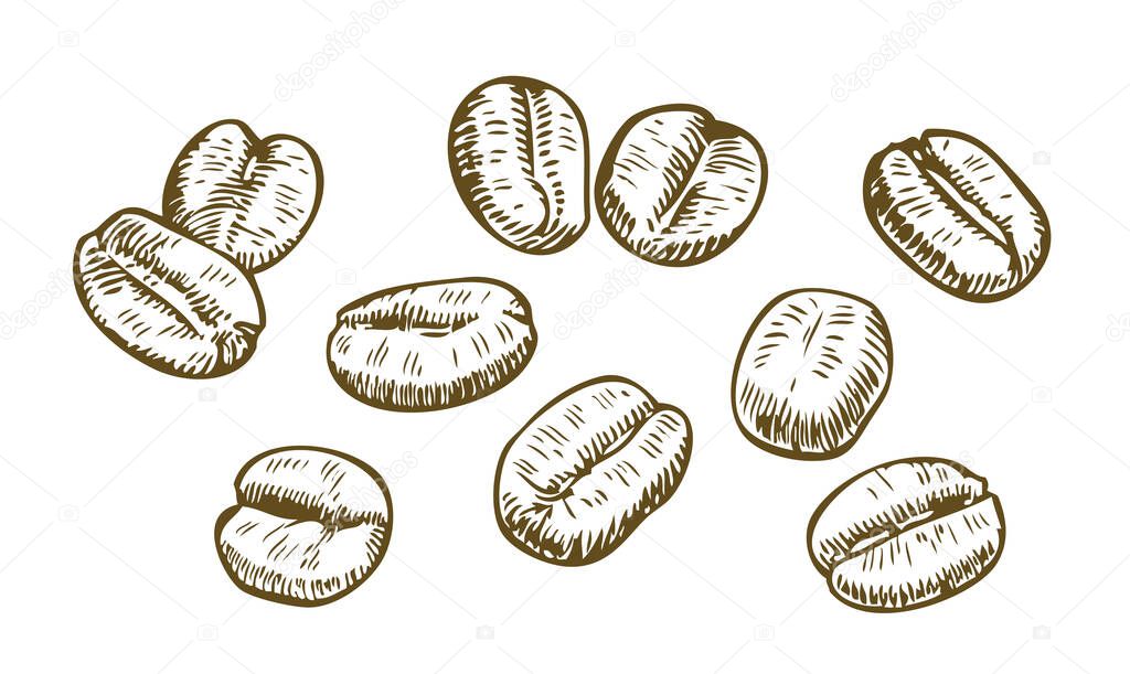 Coffee beans sketch. Drink vintage vector