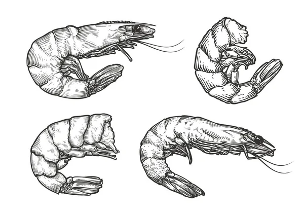 스케치 해산물 빈티지 — 스톡 벡터