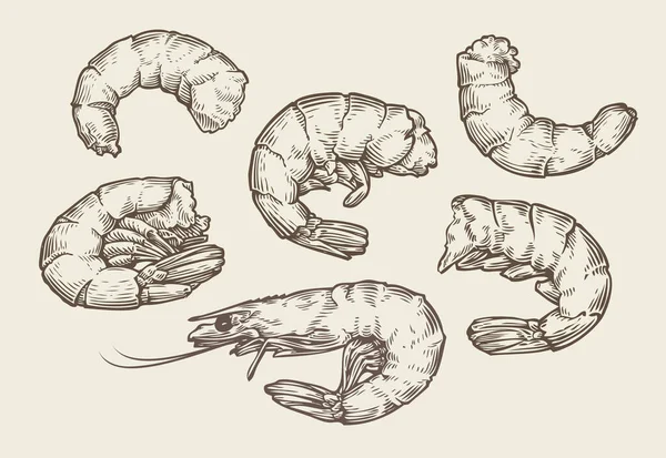 Shrimp Set Sketch Meeresfrüchte Lebensmittel Jahrgang Vektor — Stockvektor