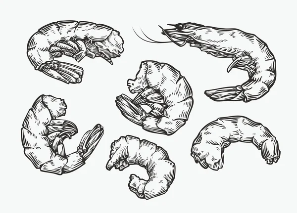 Shrimp Set Sketch Food Seafood Vintage Vector — Stock Vector