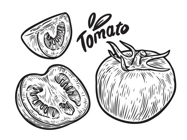 トマトとスライス全体 野菜スケッチベクトルイラスト — ストックベクタ