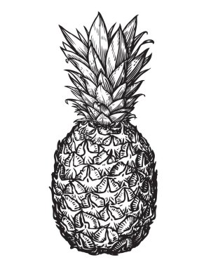Ananas çizimi. Beyaz arkaplanda yalıtılmış tropikal meyve