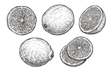 El yapımı kireç ya da limon. Meyveli turunçgil çizimi.