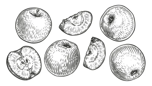 アップルフルーツセット 有機食品の手描きスケッチの彫刻ベクトルのイラスト — ストックベクタ