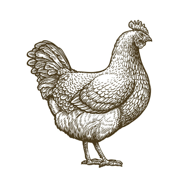 Chicken hand drawn. Hen standing side view. Farm animal sketch