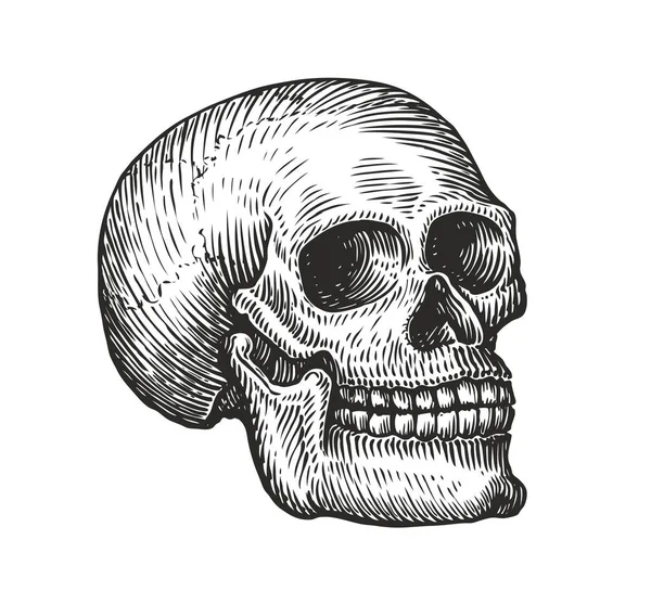 Crâne Humain Dans Style Gothique Vintage Vecteur Croquis Gravure — Image vectorielle