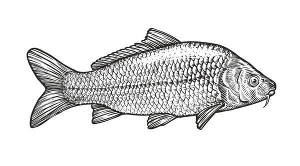 Sketch of carp in vintage engraving style. Hand drawn vector illustration of fish
