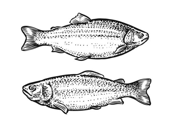 Boceto Pescado Ilustración Vectorial Dibujada Mano Trucha Salmón — Vector de stock
