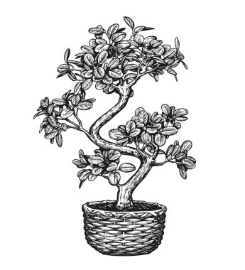 Arka planda izole edilmiş bir saksının içindeki Bonsai ağacı. Ev bitkisi çizimi