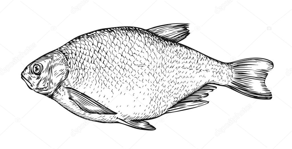 Fish sketch. Hand drawn bream in engraving style. Vector