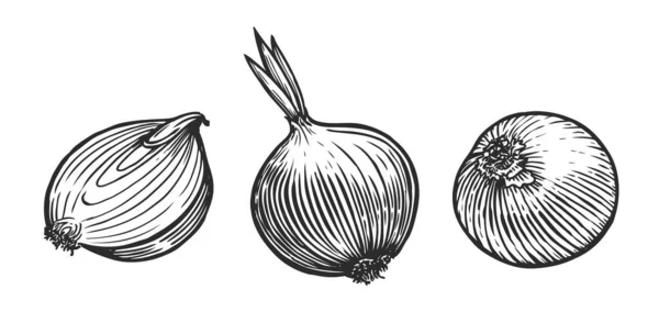 Oignon Frais Entier Tranché Légumes Croquis Vecteur — Image vectorielle