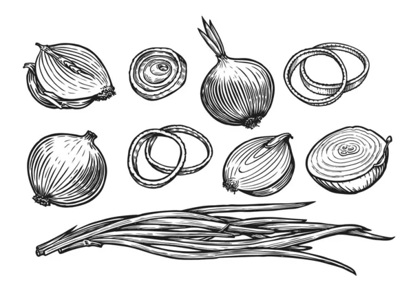 Ampoule Oignon Anneaux Croquis Légumes Frais Dessinés Main Illustration Vectorielle — Image vectorielle