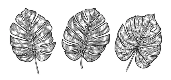 Schizzo Delle Foglie Tropicali Monstera Insieme Illustrazione Vettoriale — Vettoriale Stock