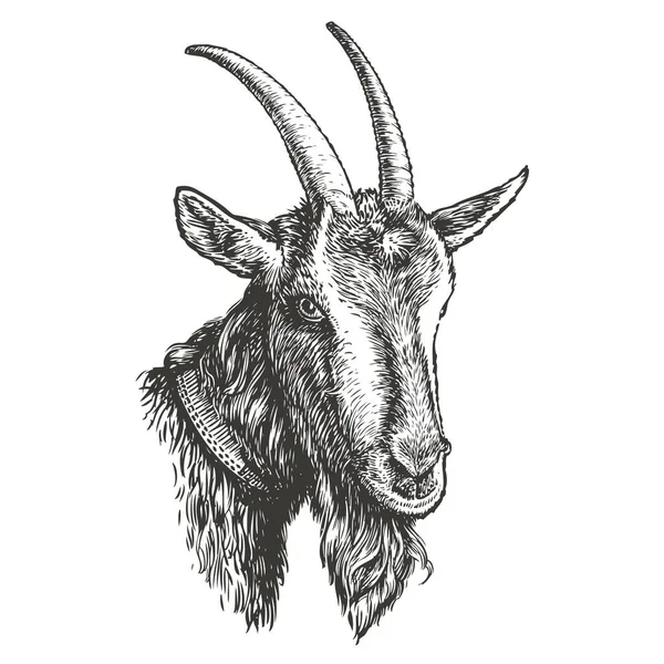 ヤギの手描きスケッチ頭 ヴィンテージ彫刻スタイルのファーム動物 — ストック写真