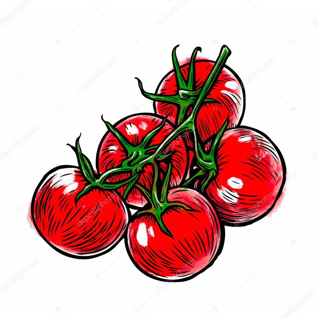 Tomatoes on branch illustration. Vegetables isolated on white