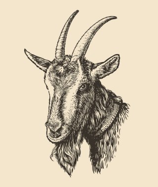 Elle çizilmiş keçi kafası. Vintage oymacılık tarzında bir çiftlik hayvanı. Vektör illüstrasyonu