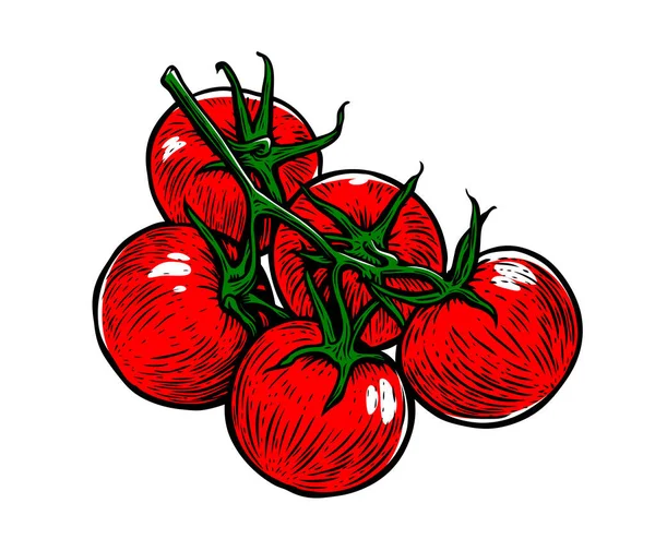 Tomate Rojo Verduras Frescas Tomates Rama — Vector de stock