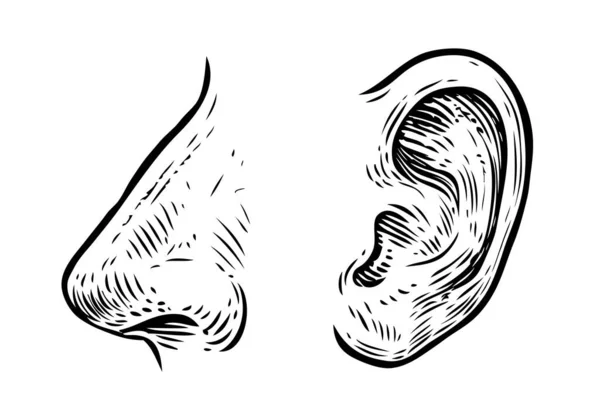 Lidský Nos Náčrtek Ucha Ručně Kreslené Ilustrace Stylu Vintage — Stockový vektor