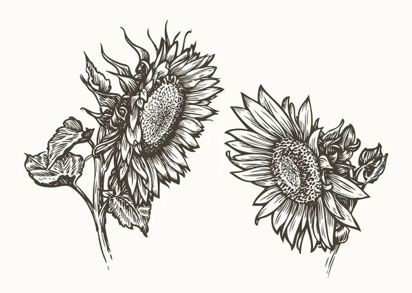 Conjunto Semillas Flores Girasol Ingrediente Alimenticio Boceto Ilustración Vintage — Archivo Imágenes Vectoriales