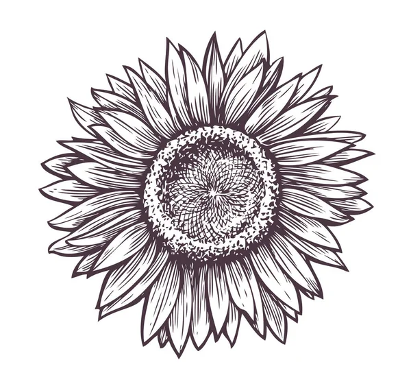 Tournesol Avec Croquis Graines Fleur Dessinée Main Avec Des Pétales — Image vectorielle