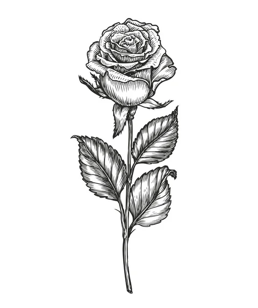 Croquis Fleurs Roses Concept Floral Dans Style Vintage — Image vectorielle