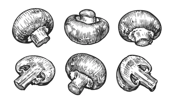 Champinhons Cogumelos Conjunto Isolado Fundo Branco Desenho Mão Ilustração Vetorial — Vetor de Stock